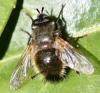 Tachina sp.